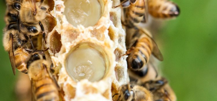 Μέλι και προϊόντα μέλισσας: θεϊκά τρόφιμα