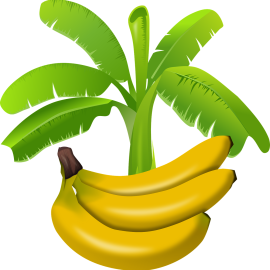 Η μπανάνα ως το φρούτο «πασπαρτού»