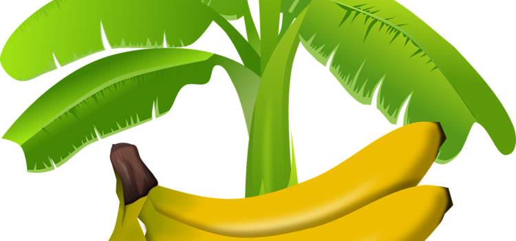 Η μπανάνα ως το φρούτο «πασπαρτού»